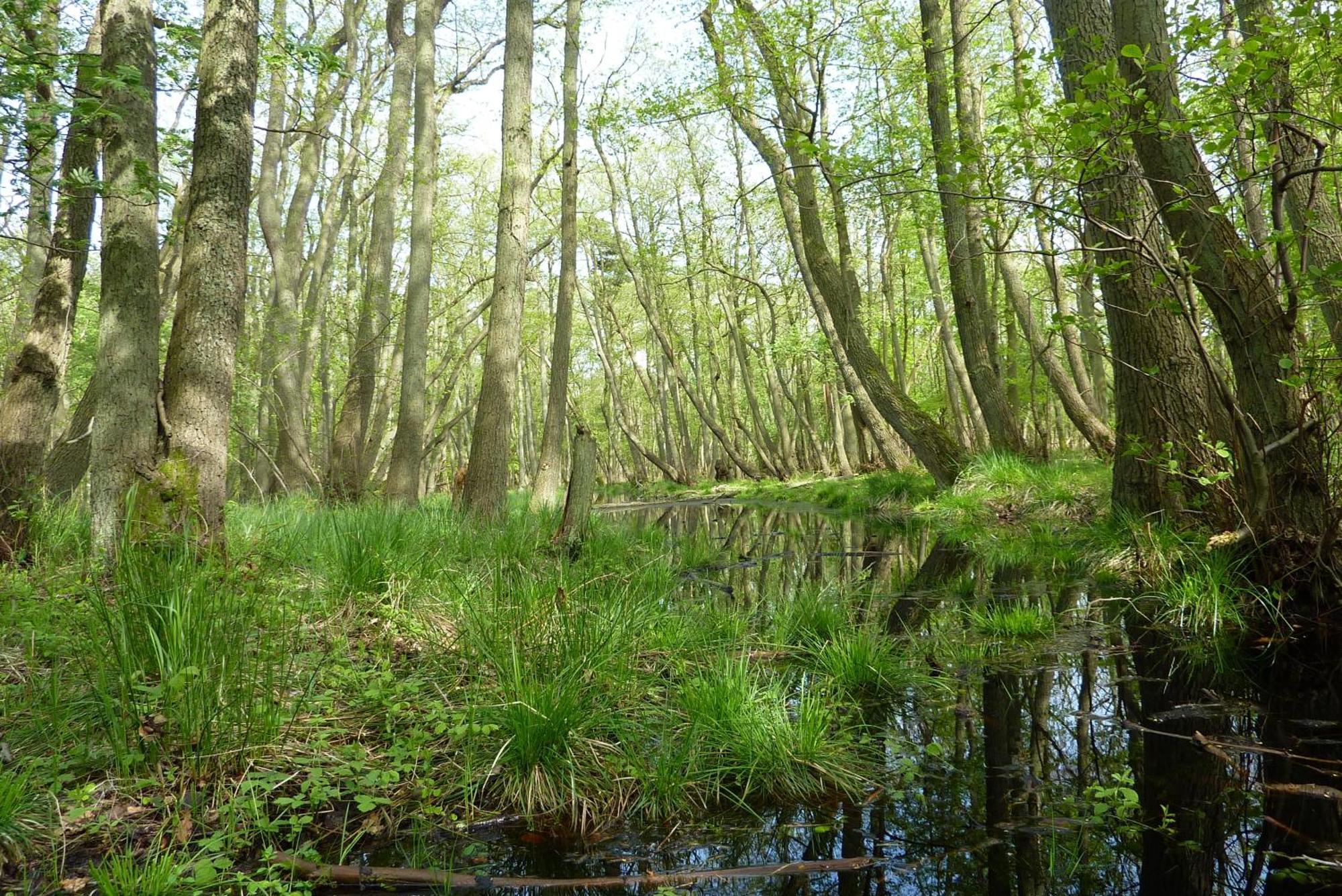 Fewo Kaeuzchen - Ulenhoef Prerow Extérieur photo